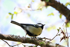 Parus major