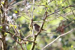 Prunella modularis