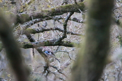 Garrulus glandarius
