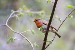Erithacus rubecula