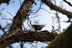 Sitta europaea
