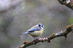 Cyanistes caeruleus