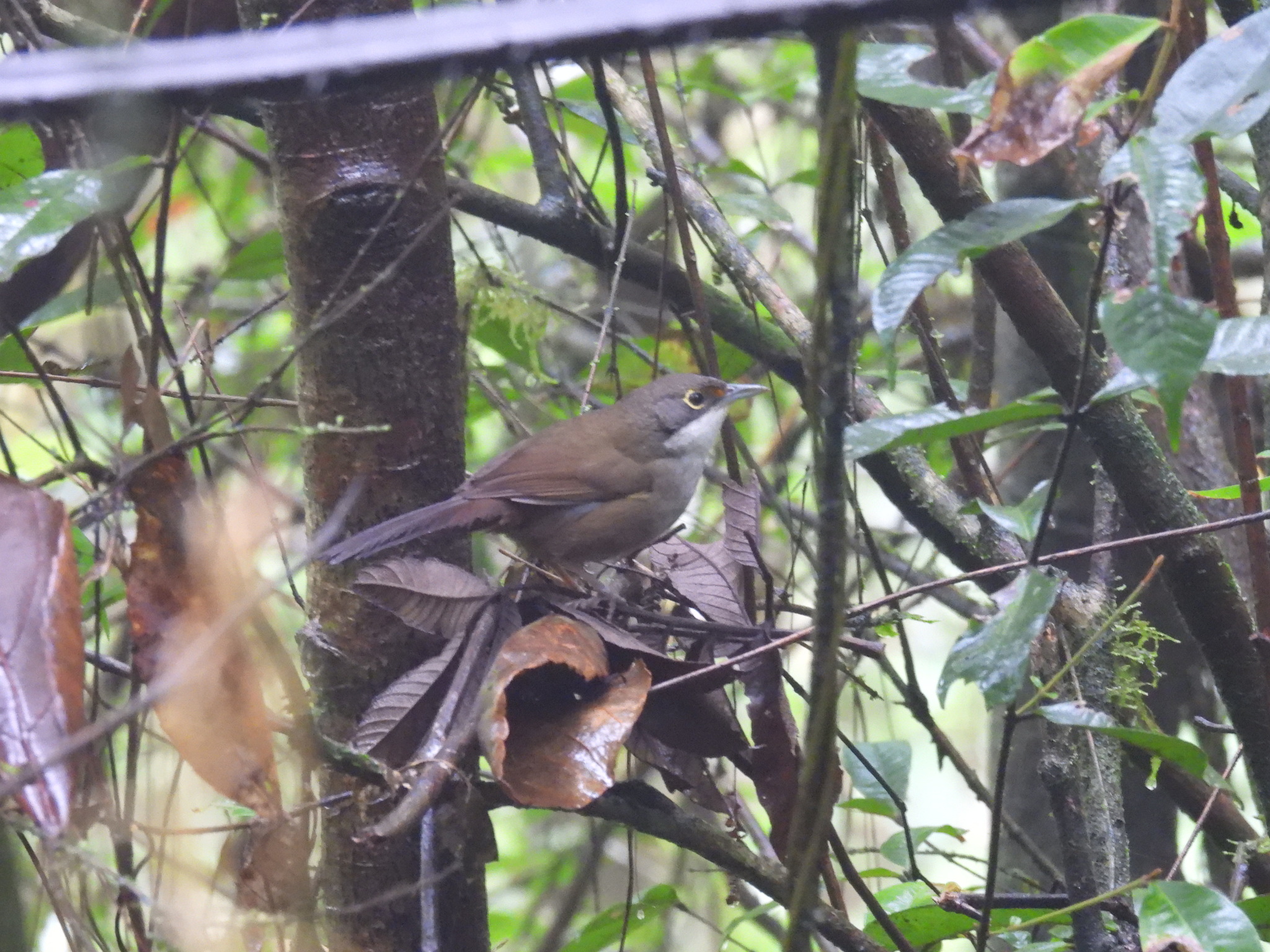 Eastern Chat-Tanager (Calyptophilus frugivorus), photo 2