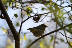 Phylloscopus collybita