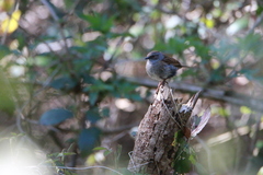 Prunella modularis