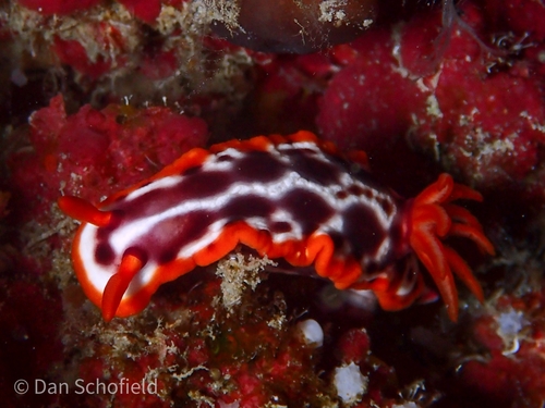 Hypselodoris purpureomaculosa