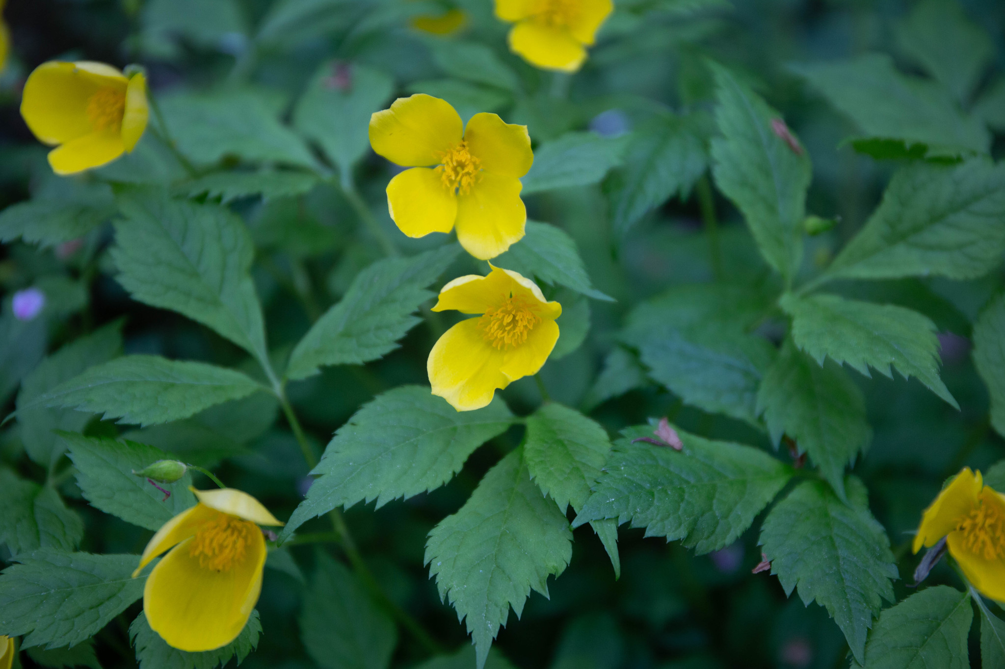 Hylomecon Japonica (Hylomecon japonica)