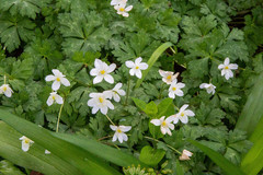 Anemonastrum flaccidum