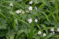 Anemonastrum flaccidum