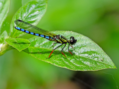Platycypha lacustris