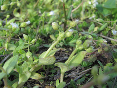 Peronospora holostei