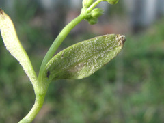 Peronospora holostei