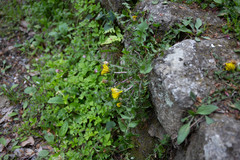 Taraxacum officinale