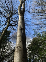 Fagus sylvatica