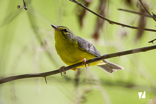 Golden-crowned Warbler