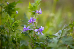 Delphinium anthriscifolium