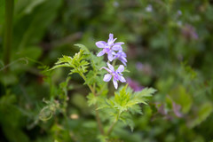 Delphinium anthriscifolium
