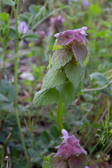 Lamium purpureum