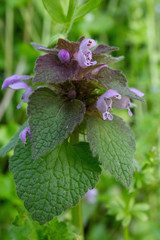 Lamium purpureum