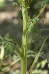 Corydalis ophiocarpa