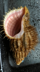 Fusitriton oregonensis