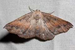 Prochoerodes forficaria