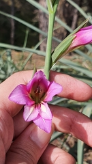 Gladiolus