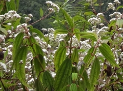 Boehmeria penduliflora