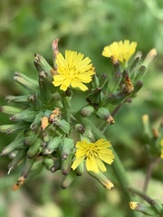 Youngia thunbergiana