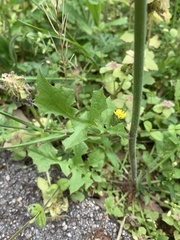 Youngia thunbergiana