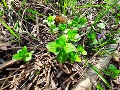 Veronica peduncularis