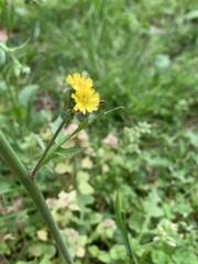 Youngia thunbergiana