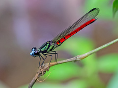 Chlorocypha trifaria