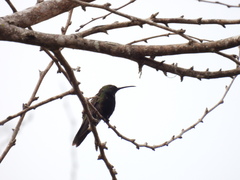 Anthracothorax dominicus