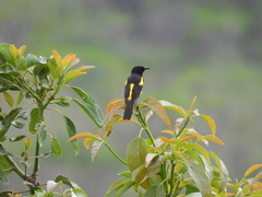 Icterus dominicensis
