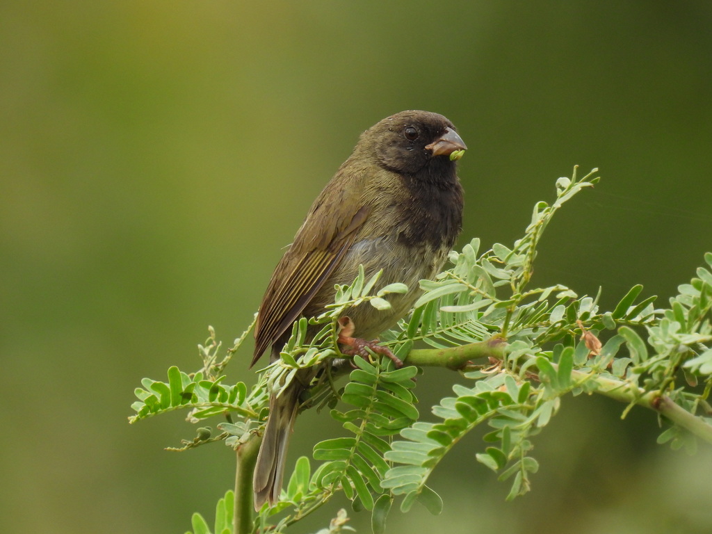 Black-Faced Grassquit