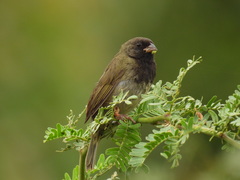 Black-Faced Grassquit photo 1
