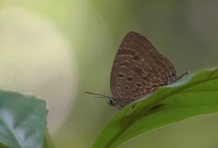Arhopala athada