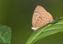 Arhopala athada
