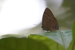 Arhopala athada