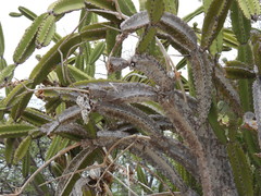 Leptocereus paniculatus