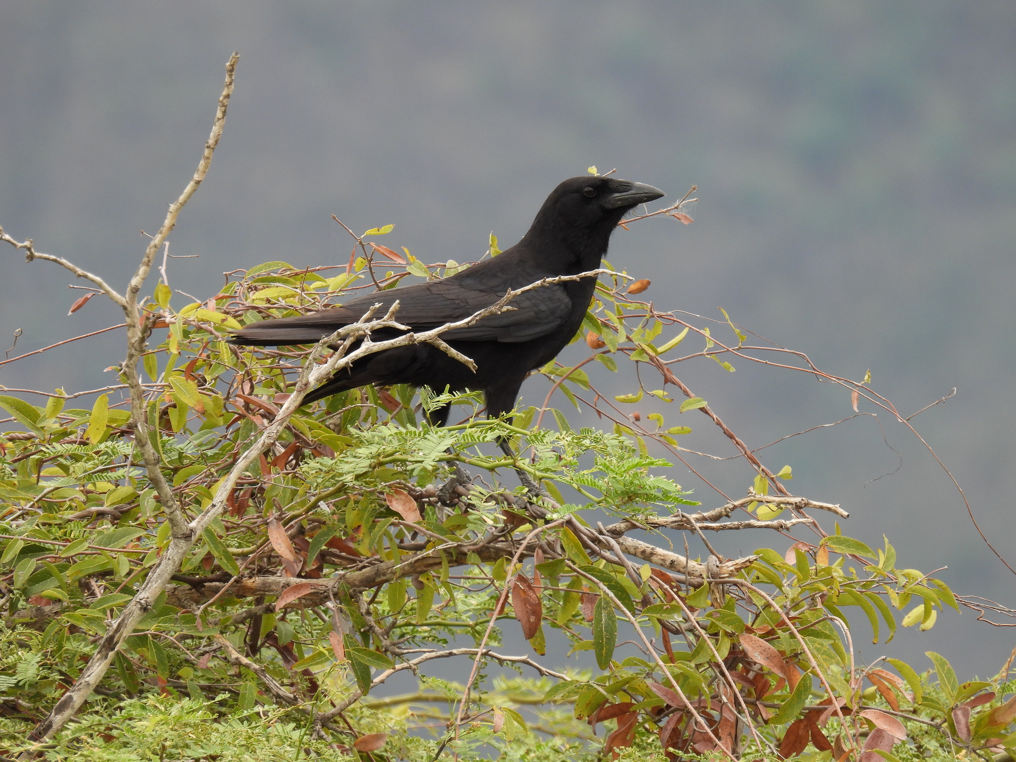Hispaniolan Palm-Crow (Corvus palmarum)