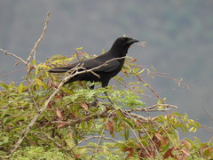 Corvus palmarum palmarum