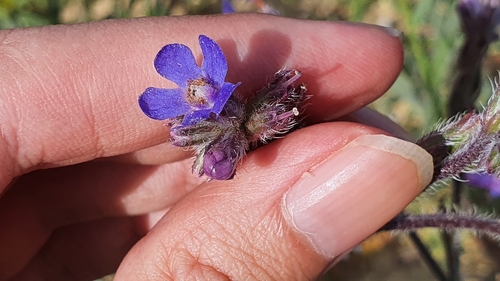 Anchusa image