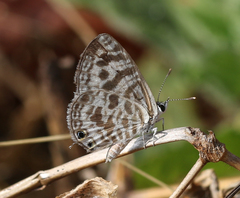 Leptotes plinius plinius