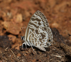 Leptotes plinius plinius