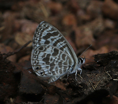 Leptotes plinius plinius