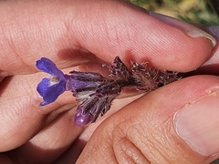 Anchusa azurea image