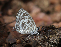 Leptotes plinius plinius