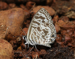 Leptotes plinius plinius